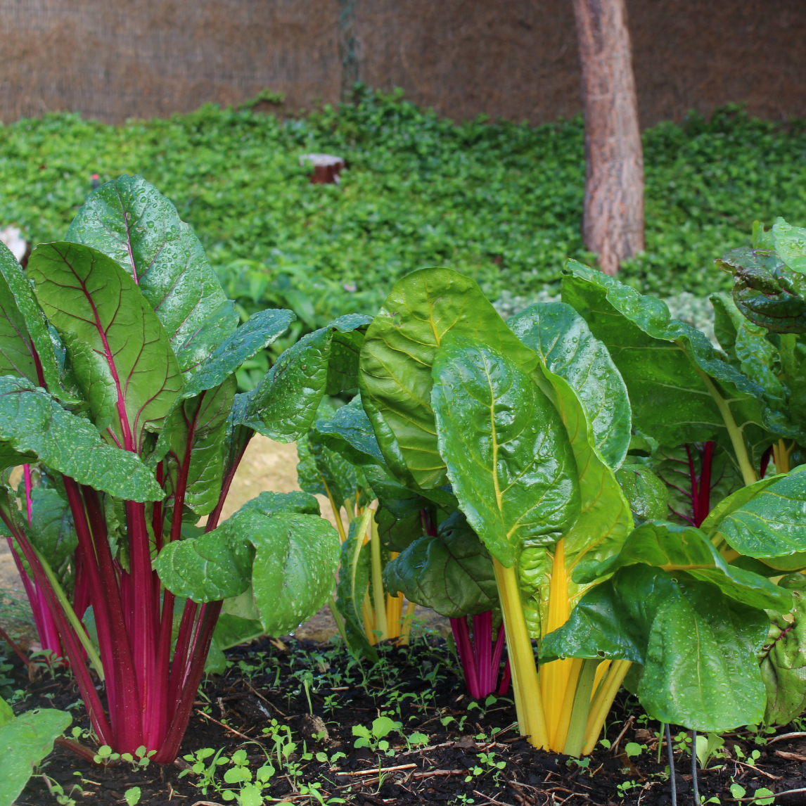 Summer Mini-Plot Vegetable Collection