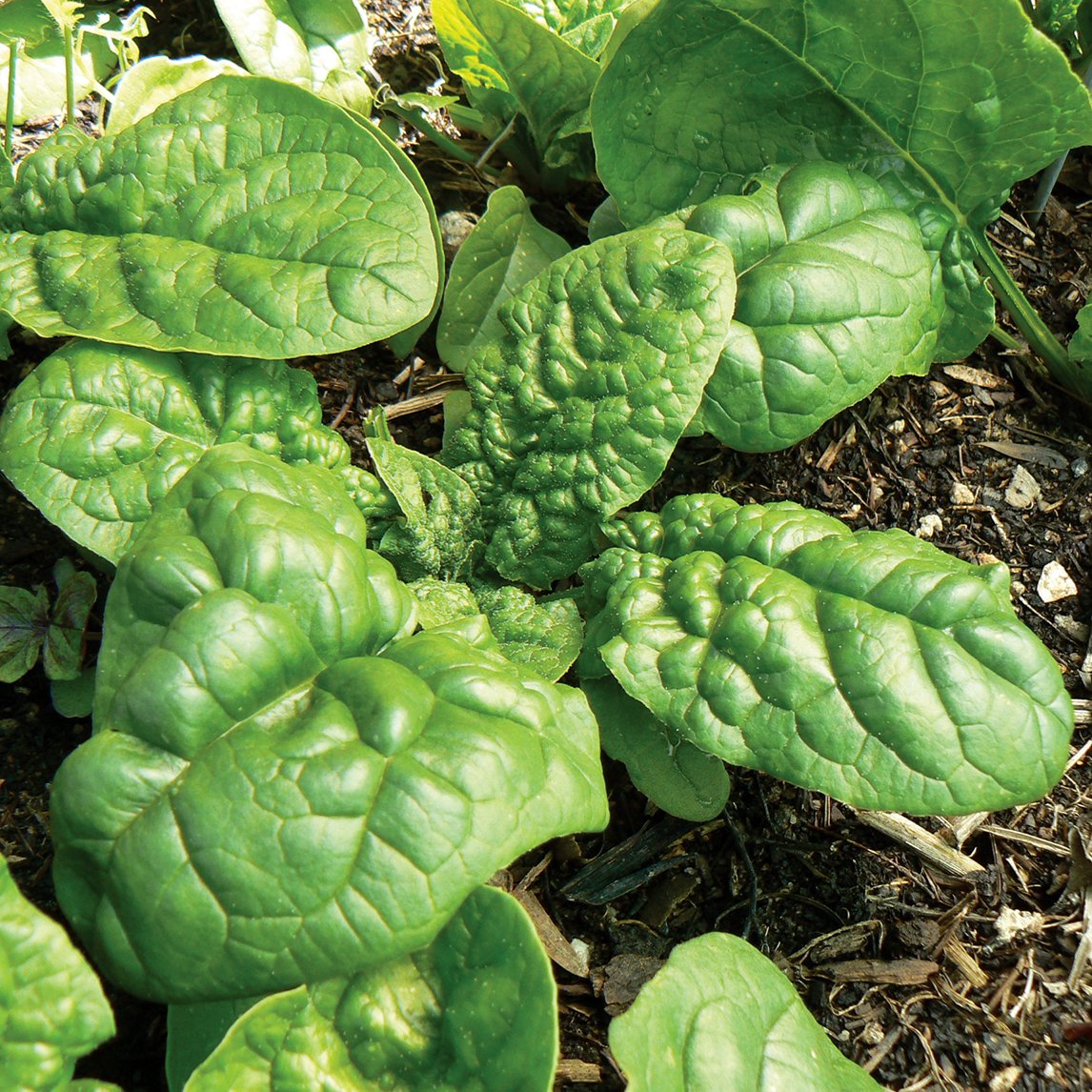 Spinach 'Bloomsdale' (Organic)