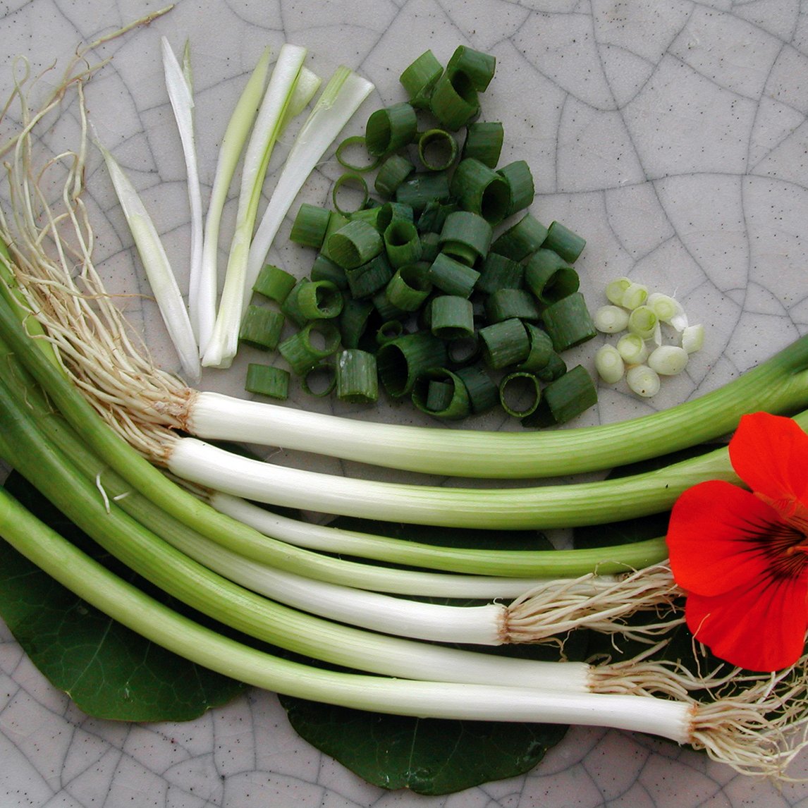 Spring Onion 'Evergreen Trident' (Organic)