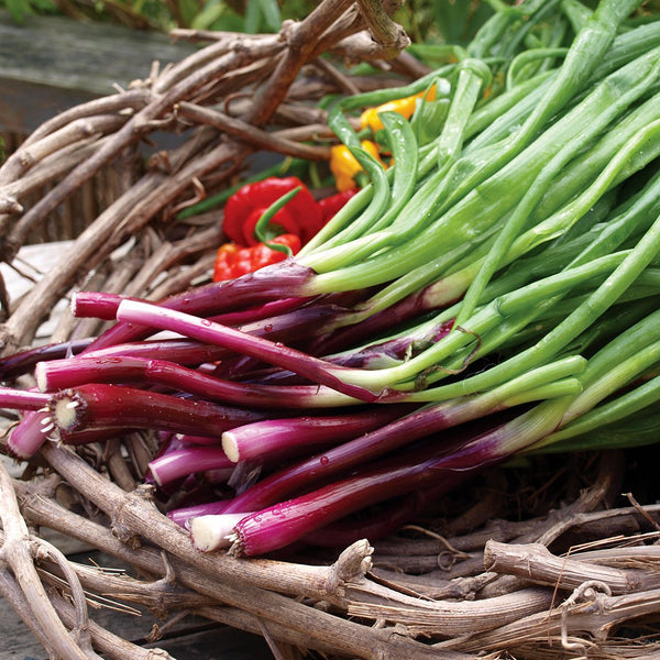 Complete Autumn Vegie Patch Collection