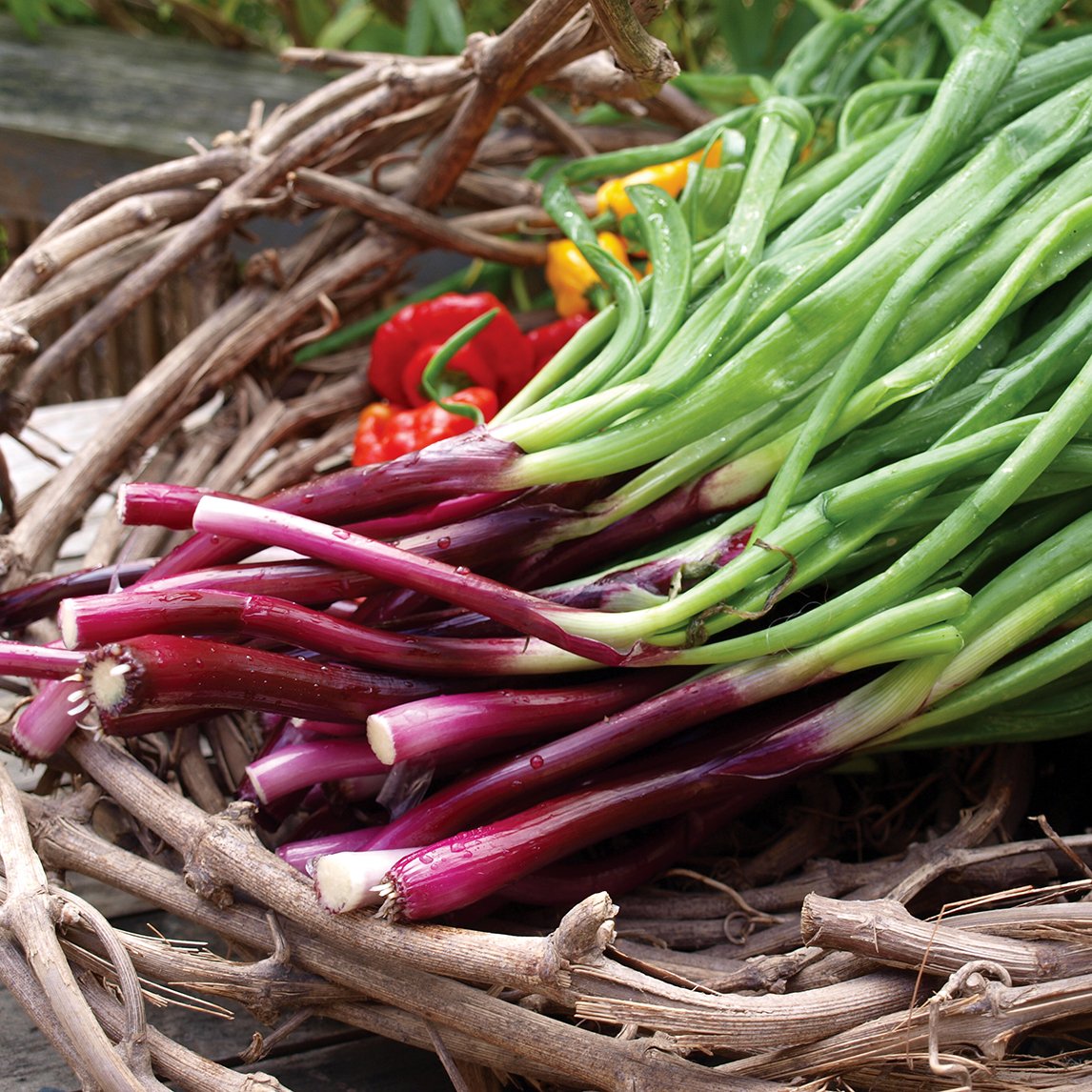 spring-onion-red-s158
