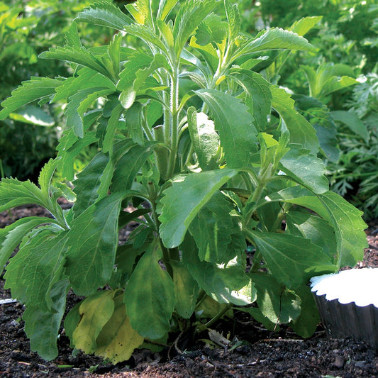 Stevia 'Candy' syn. Sugar Plant