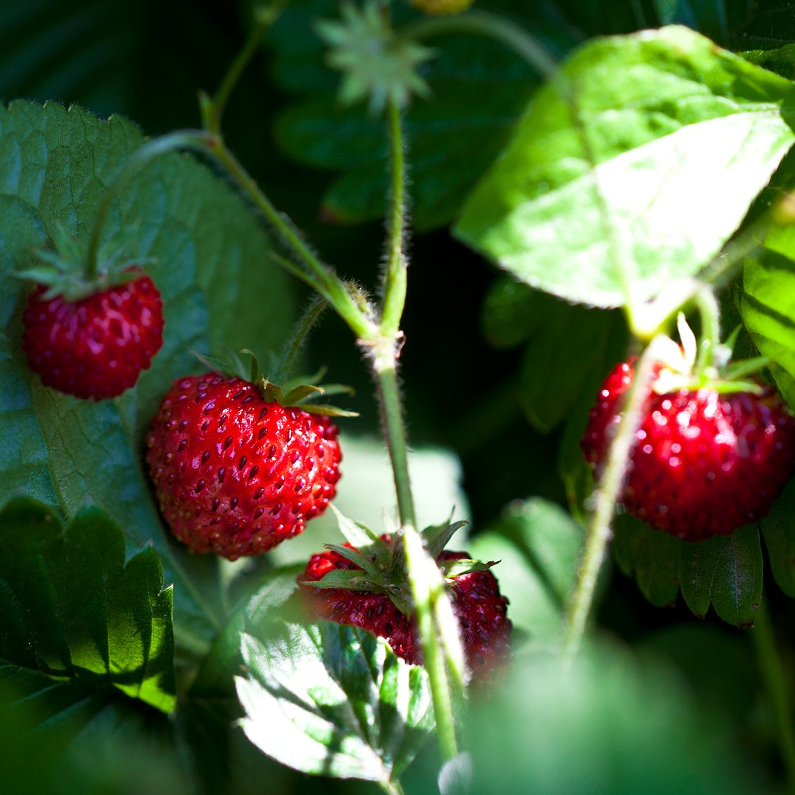Strawberry 'Reine des Vallees'