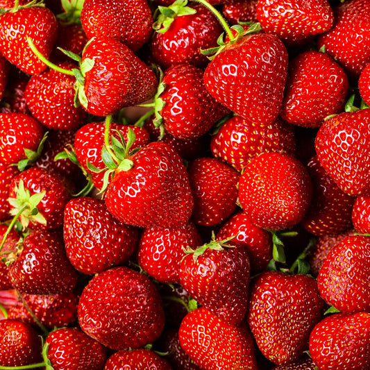 Strawberry 'Tioga'