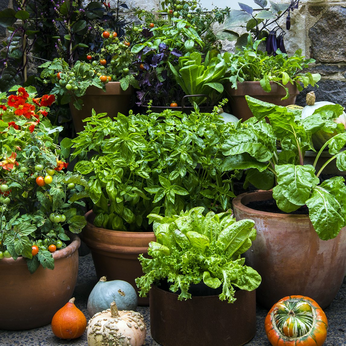 Summer Balcony Seed Collection
