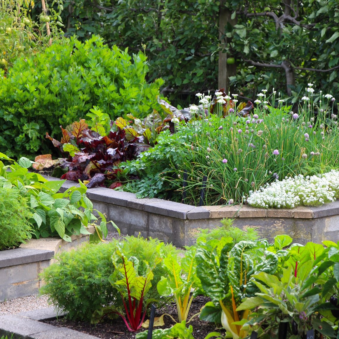 Summer Mini-Plot Vegetable Collection