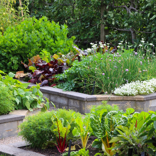 Summer Mini-Plot Vegetable Collection
