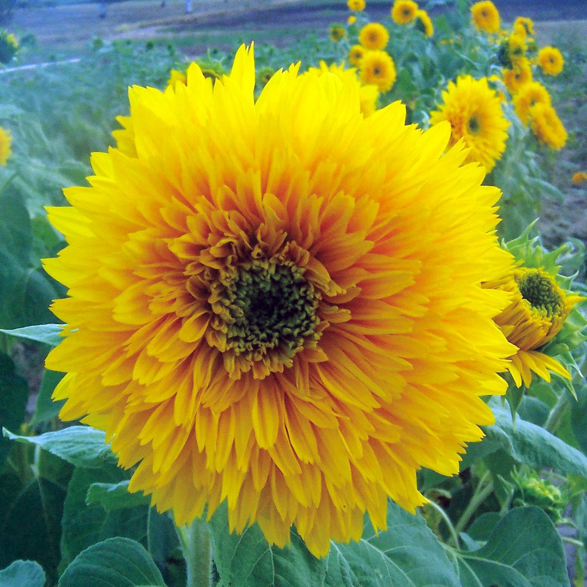 Sunflower 'Double Dazzler'