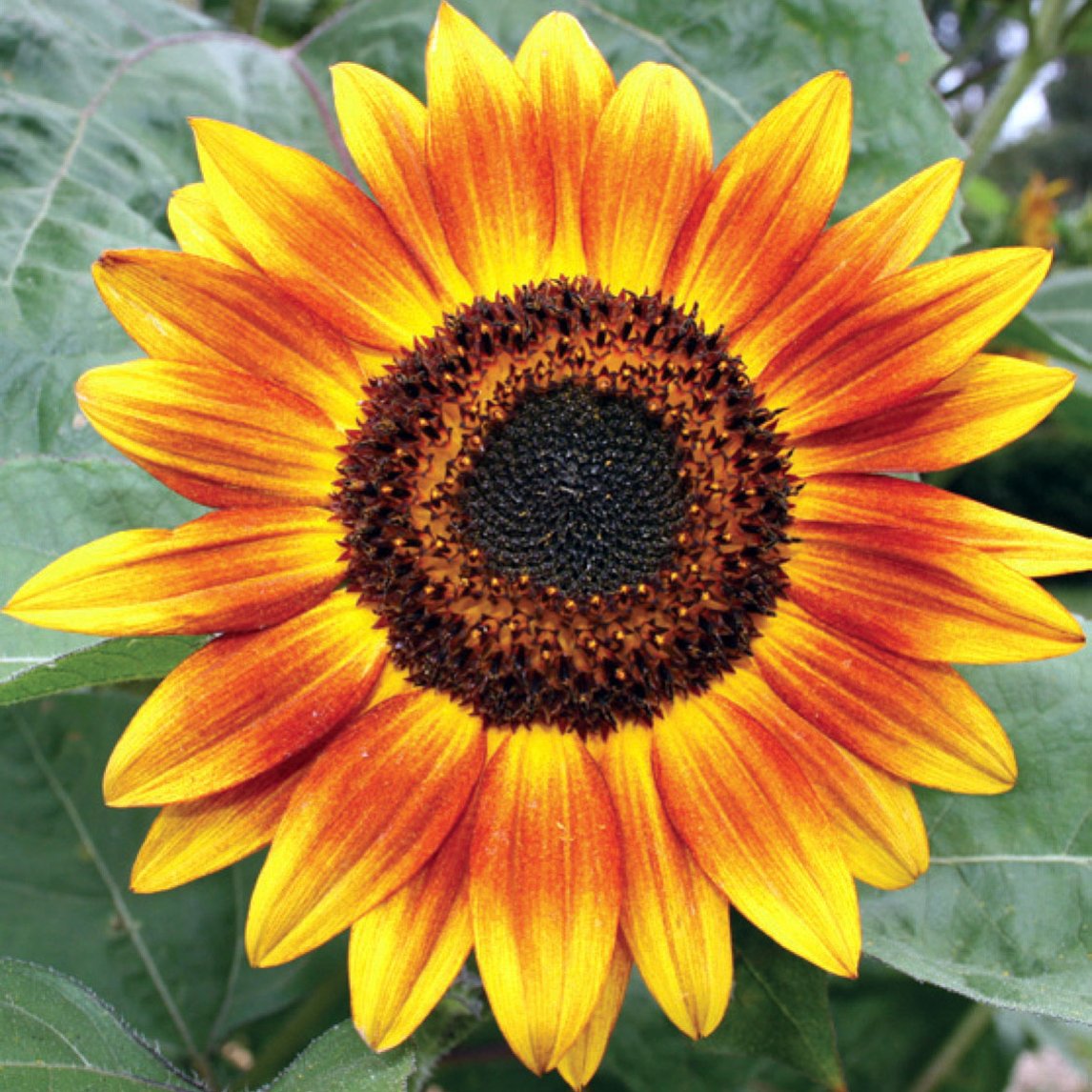 Sunflower 'Evening Sun' (Organic)