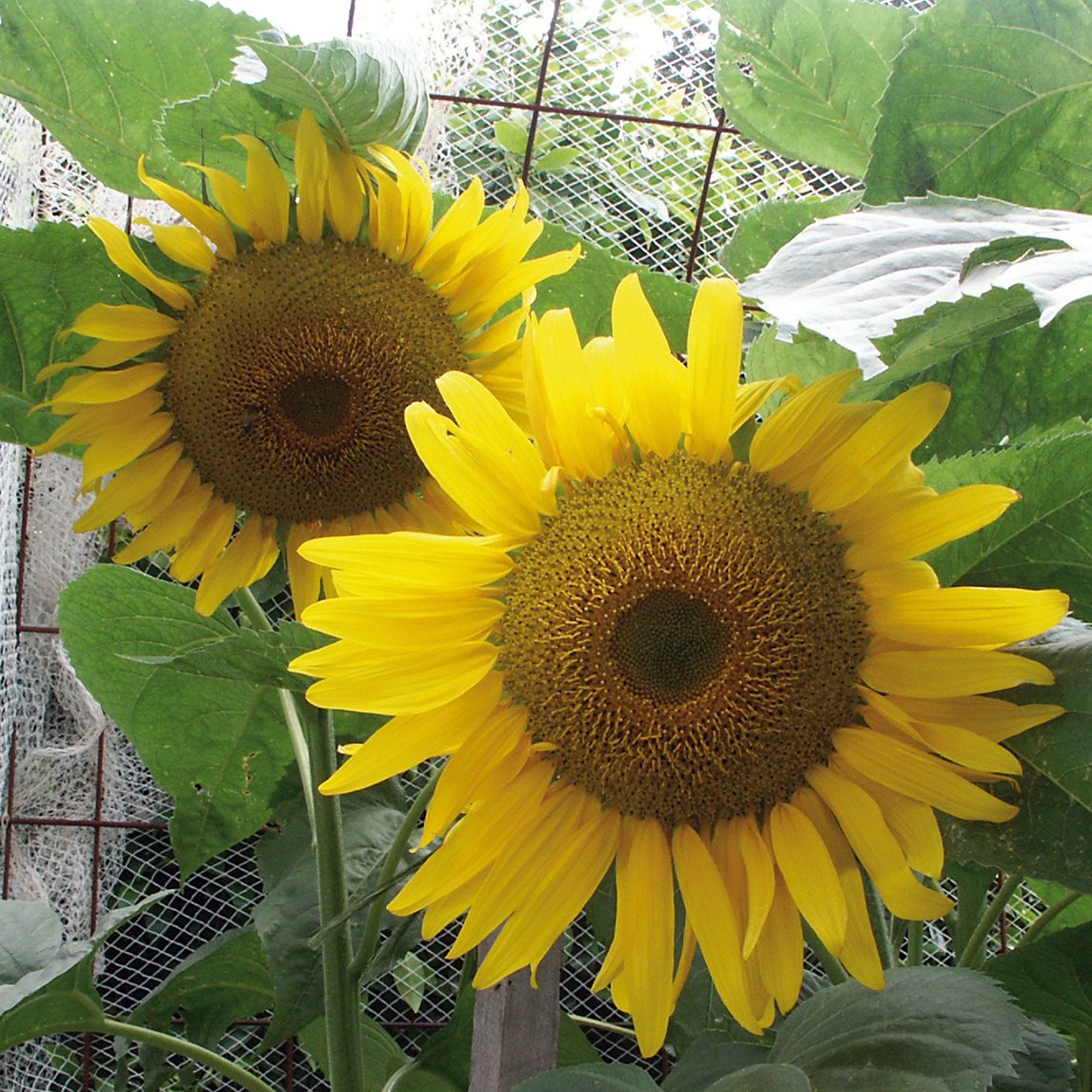 Sunflower 'Giant Russian' (Organic)