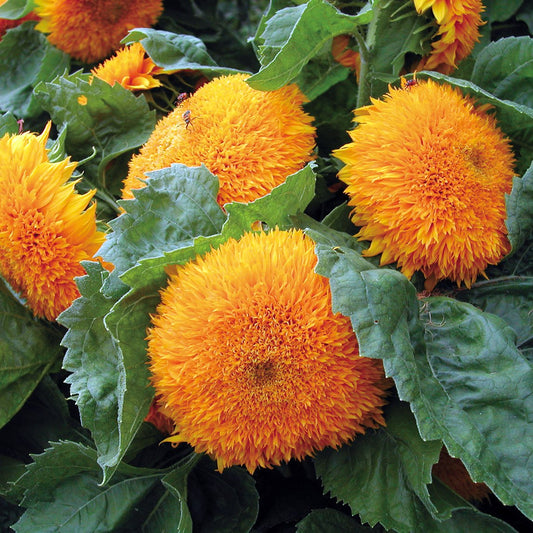 Sunflower 'Teddy Bear'