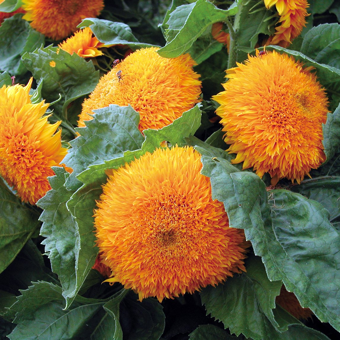 Sunflower 'Teddy Bear'