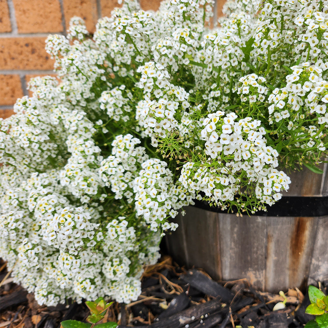 Sweet Alyssum 'Carpet Of Snow'