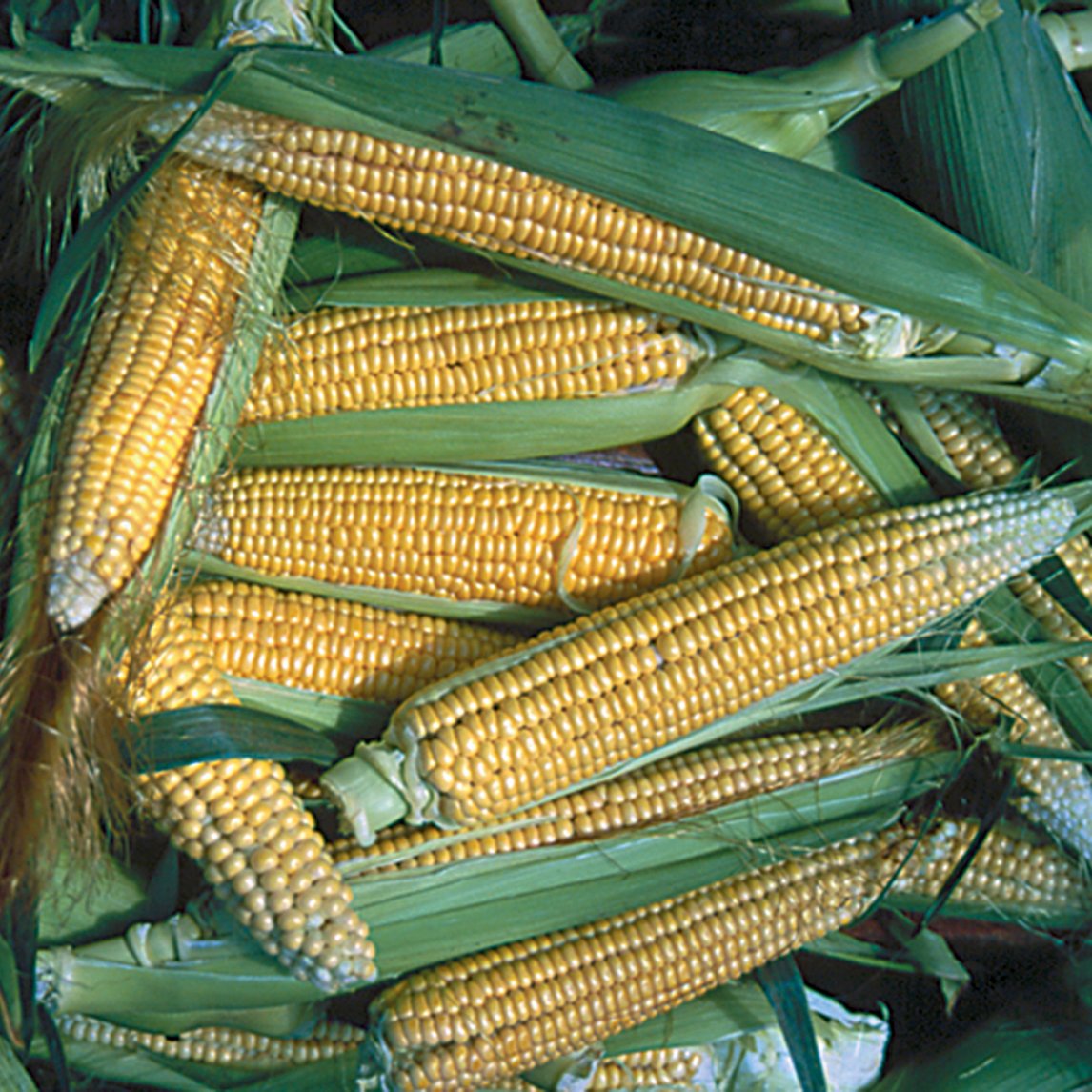 Corn 'Golden Bantam' (Organic)