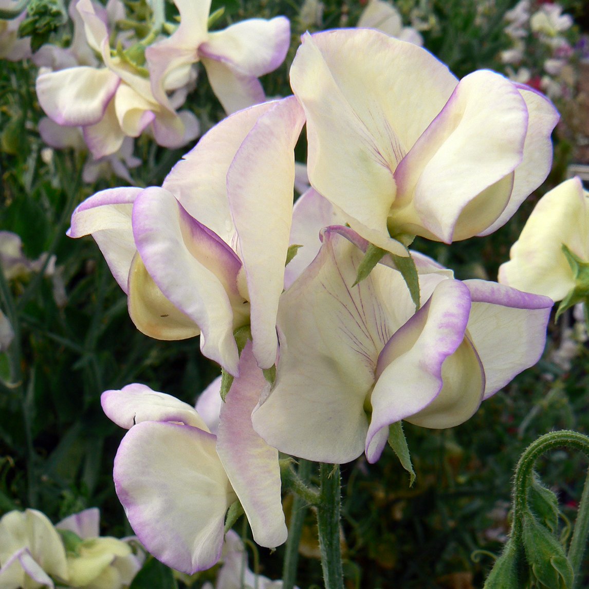 Sweet Pea 'High Scent'