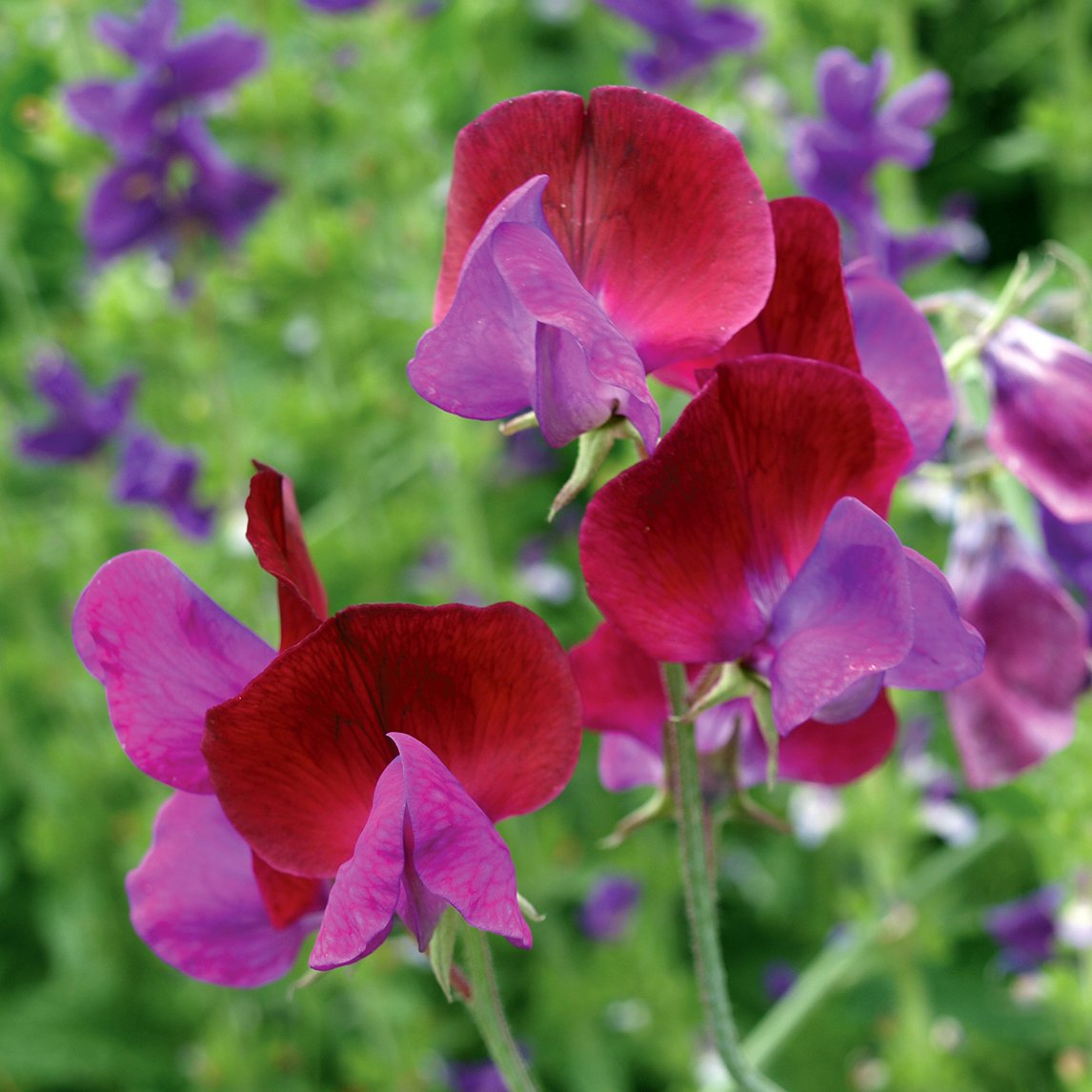 Sweet Pea 'Matucana'