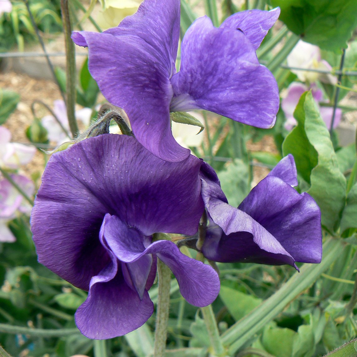 Sweet Pea 'My Navy'