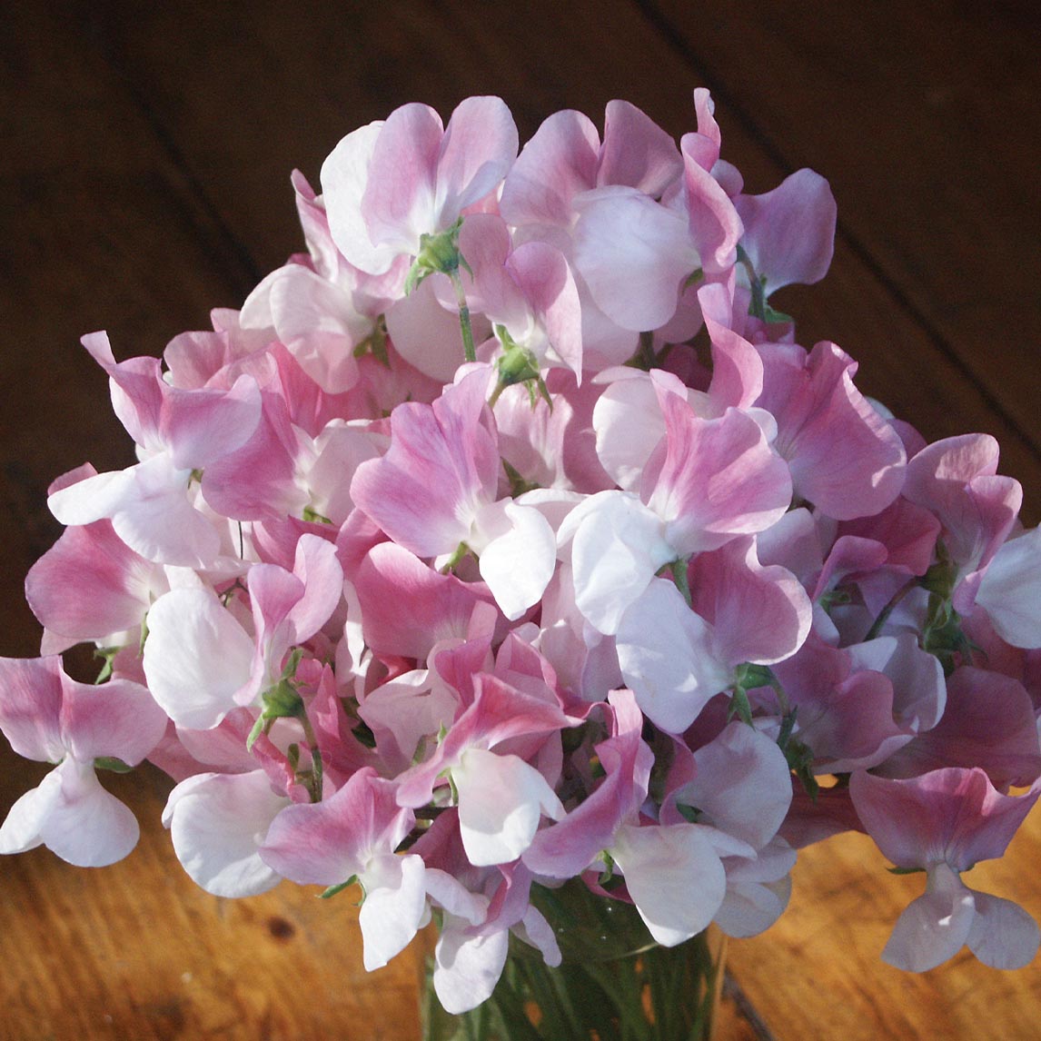 Sweet Pea 'Painted Lady'