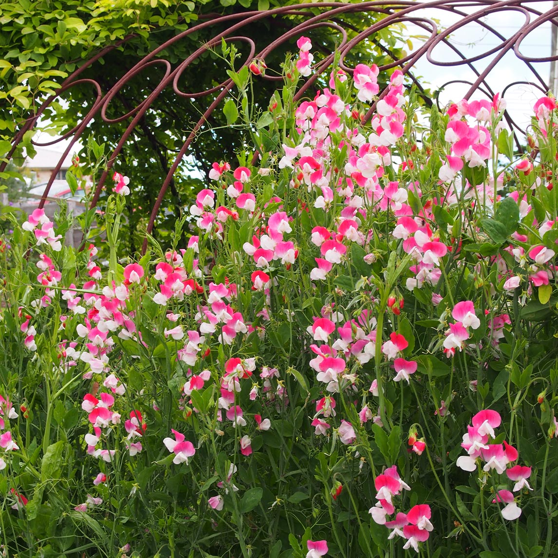 Sweet Pea 'Painted Lady'