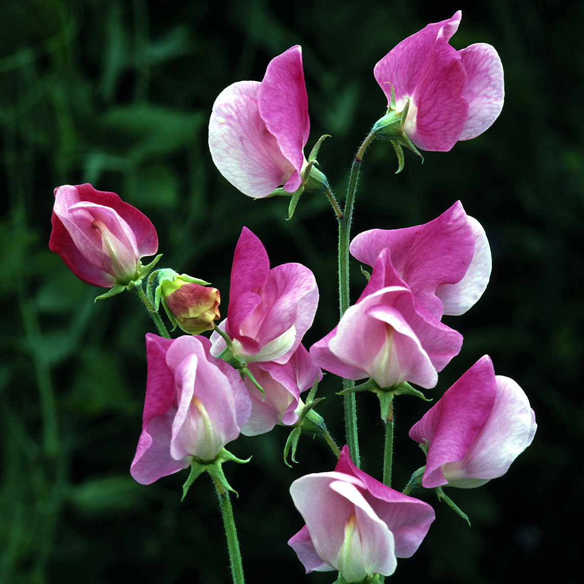 Sweet Pea 'Painted Lady'