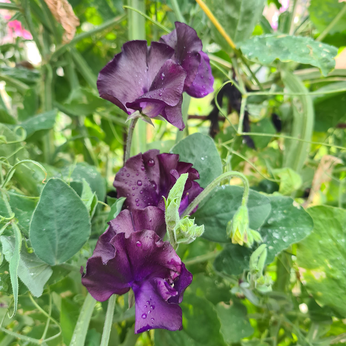 Sweet Pea 'Triple-G'