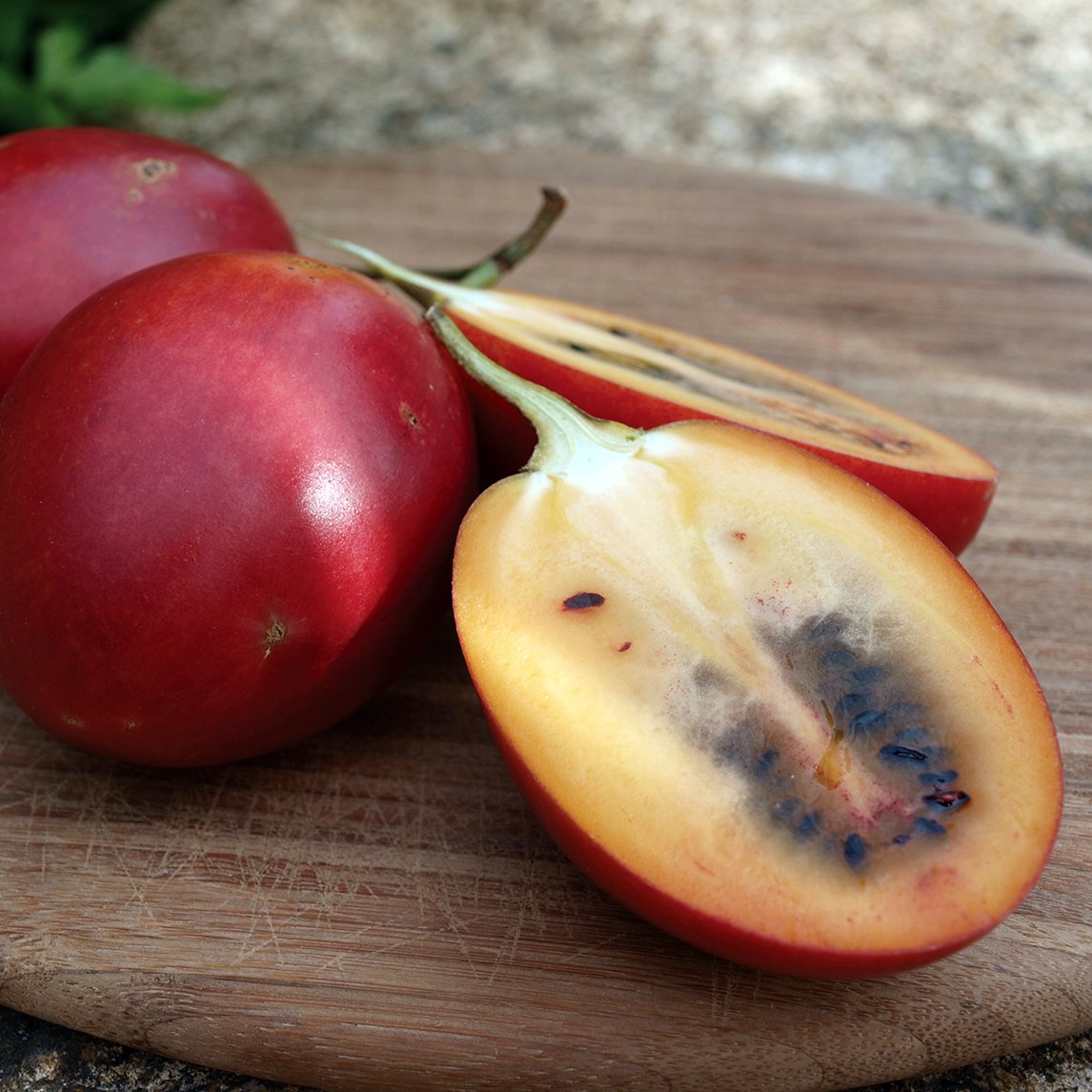 The Diggers Cub - Tamarillo 'Red'