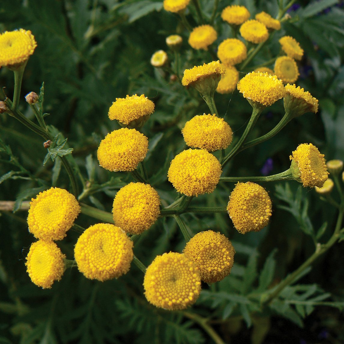 Tansy (Organic)