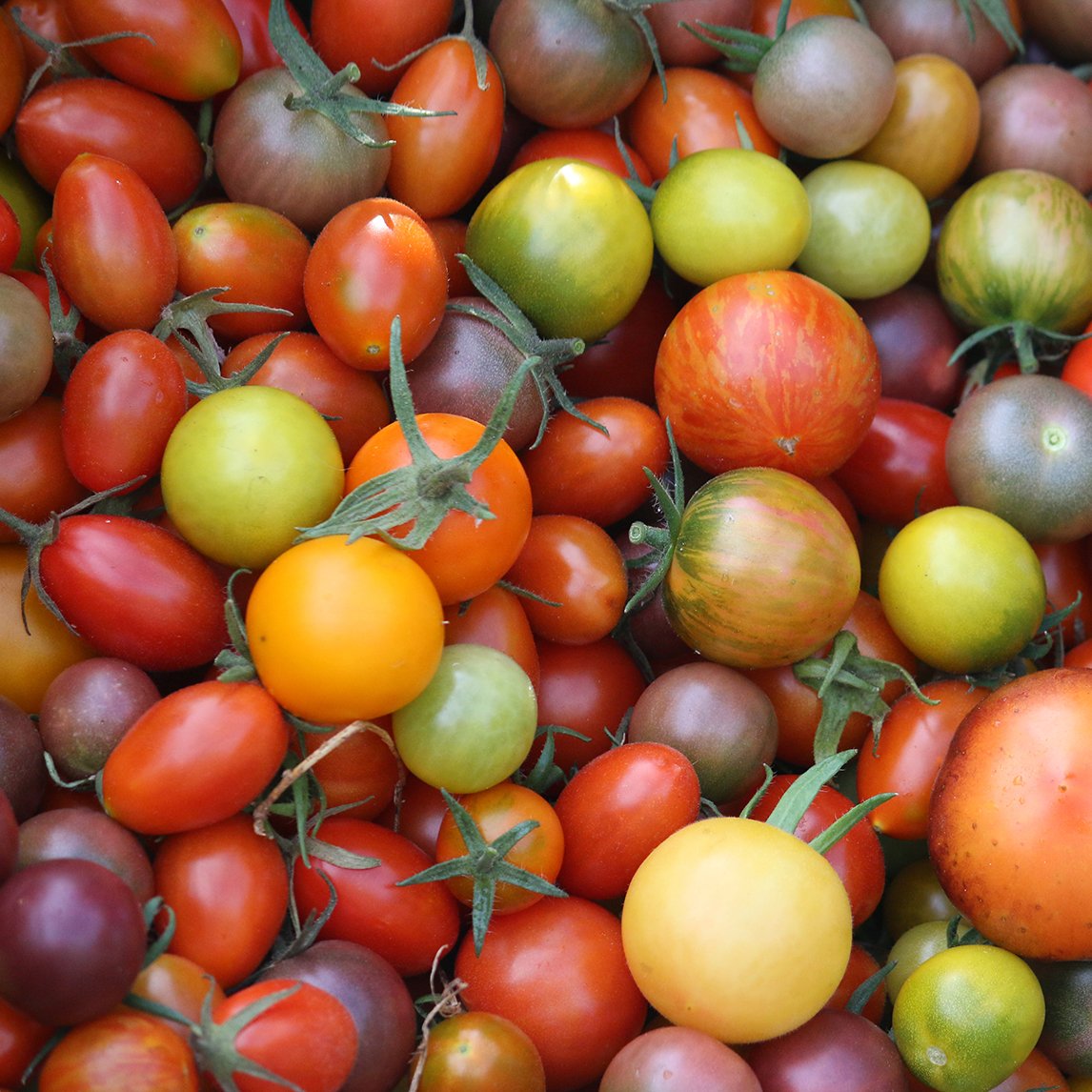 Tomato Taste Test Winners Collection