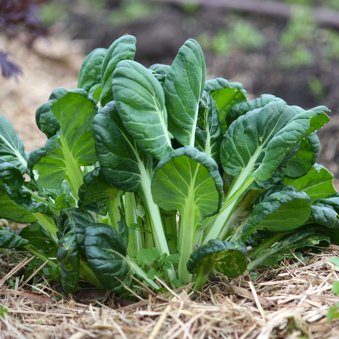 Tatsoi (Organic)