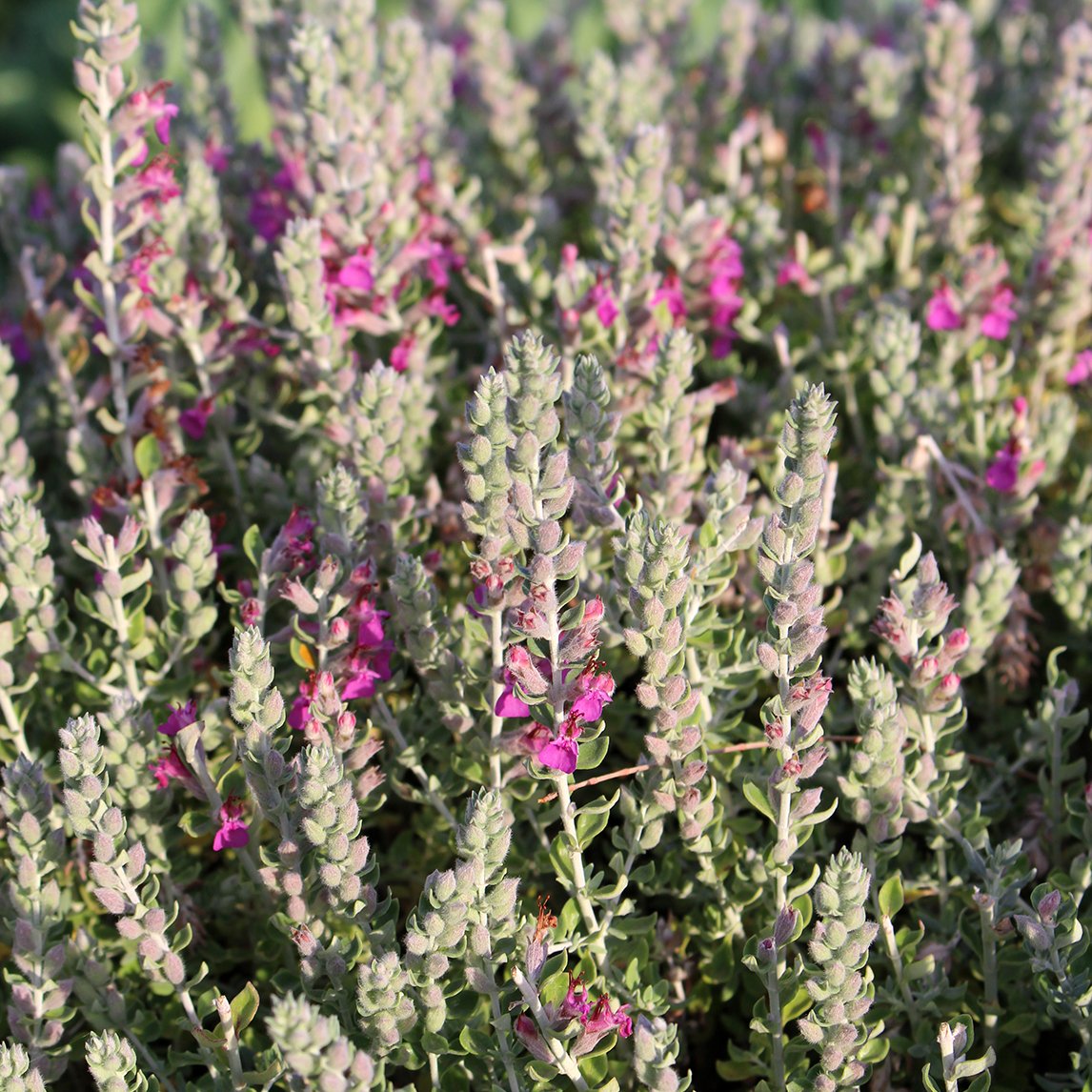 Teucrium marum