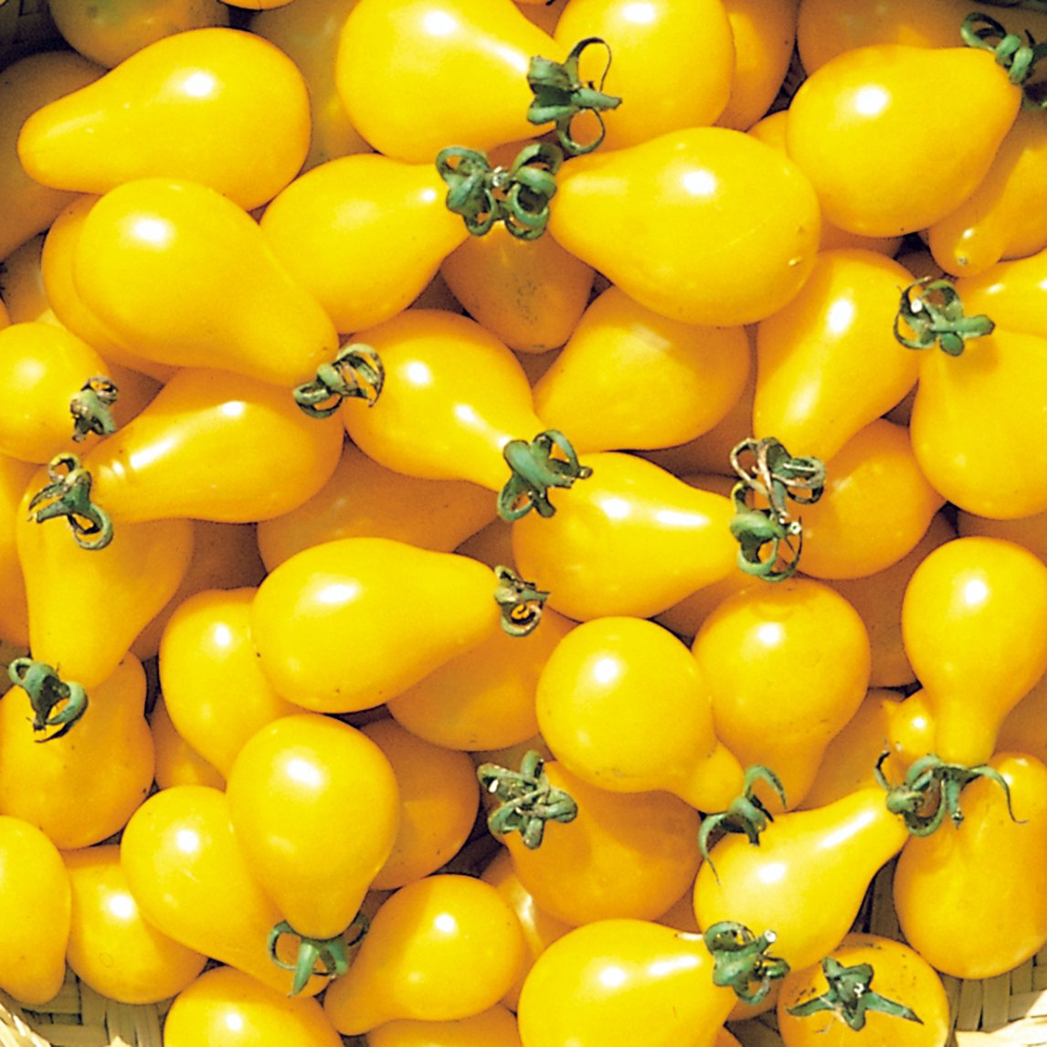 Tomato 'Beam's Yellow Pear' (Organic)