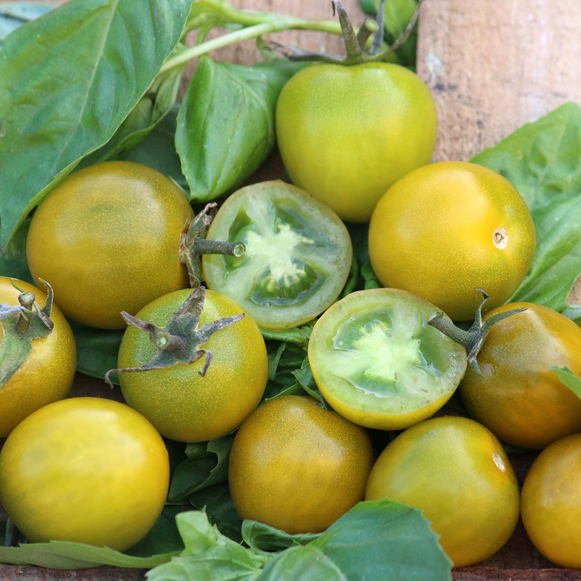 Tomato 'Green Grape' (Organic)