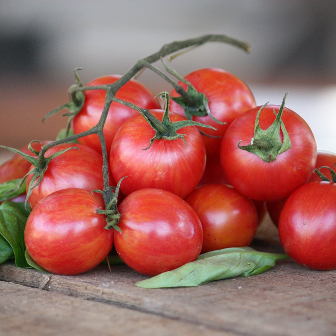 Tomato 'Pink Bumble Bee' (Organic)
