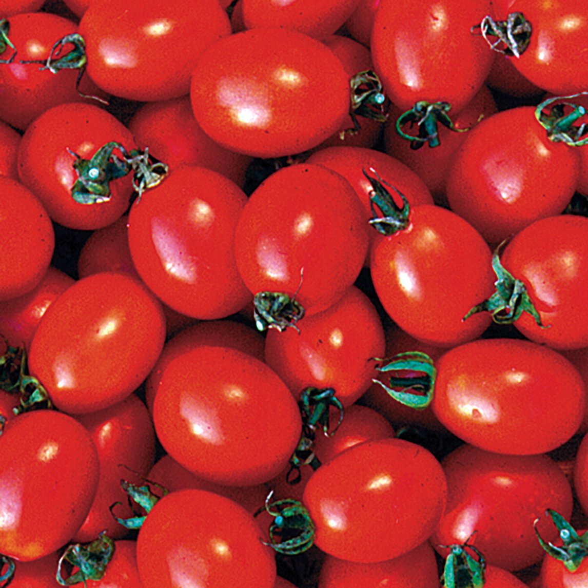 Tomato 'Principe Borghese'