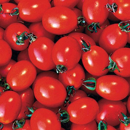 Tomato 'Principe Borghese'