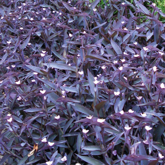 Tradescantia 'Purple Heart'
