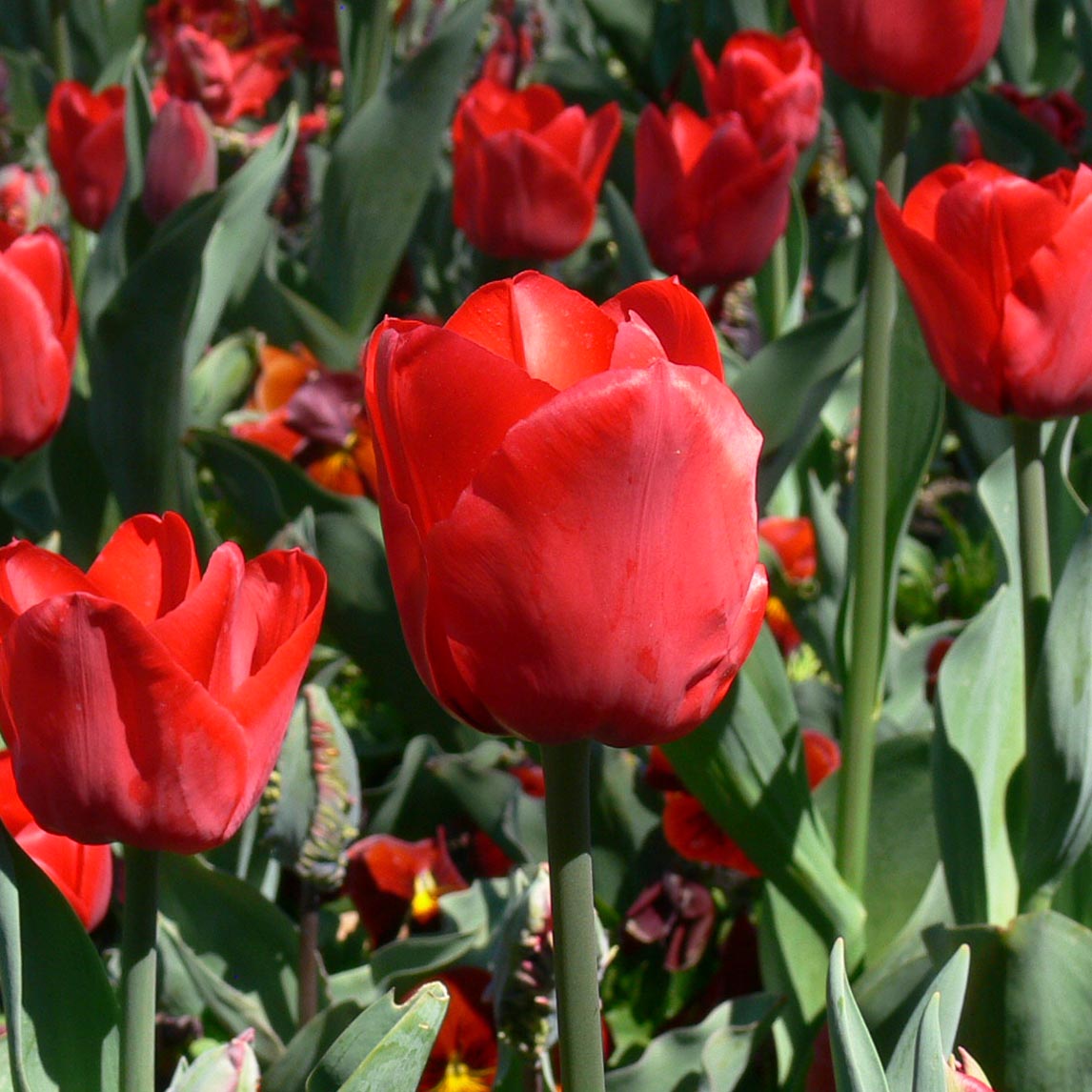 Tulip 'Ile De France'