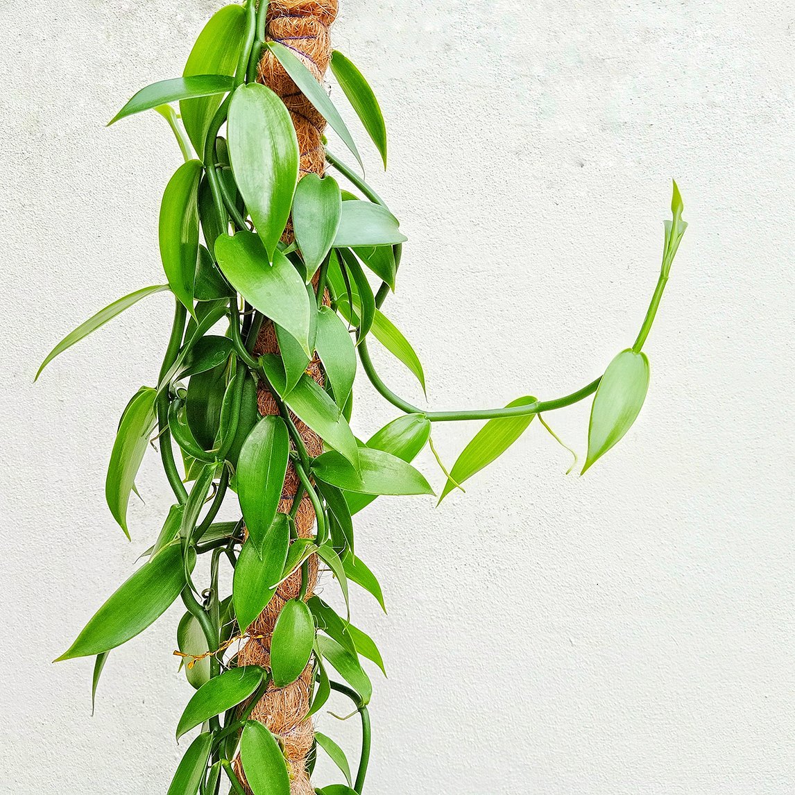 Vanilla Orchid - The Diggers Club