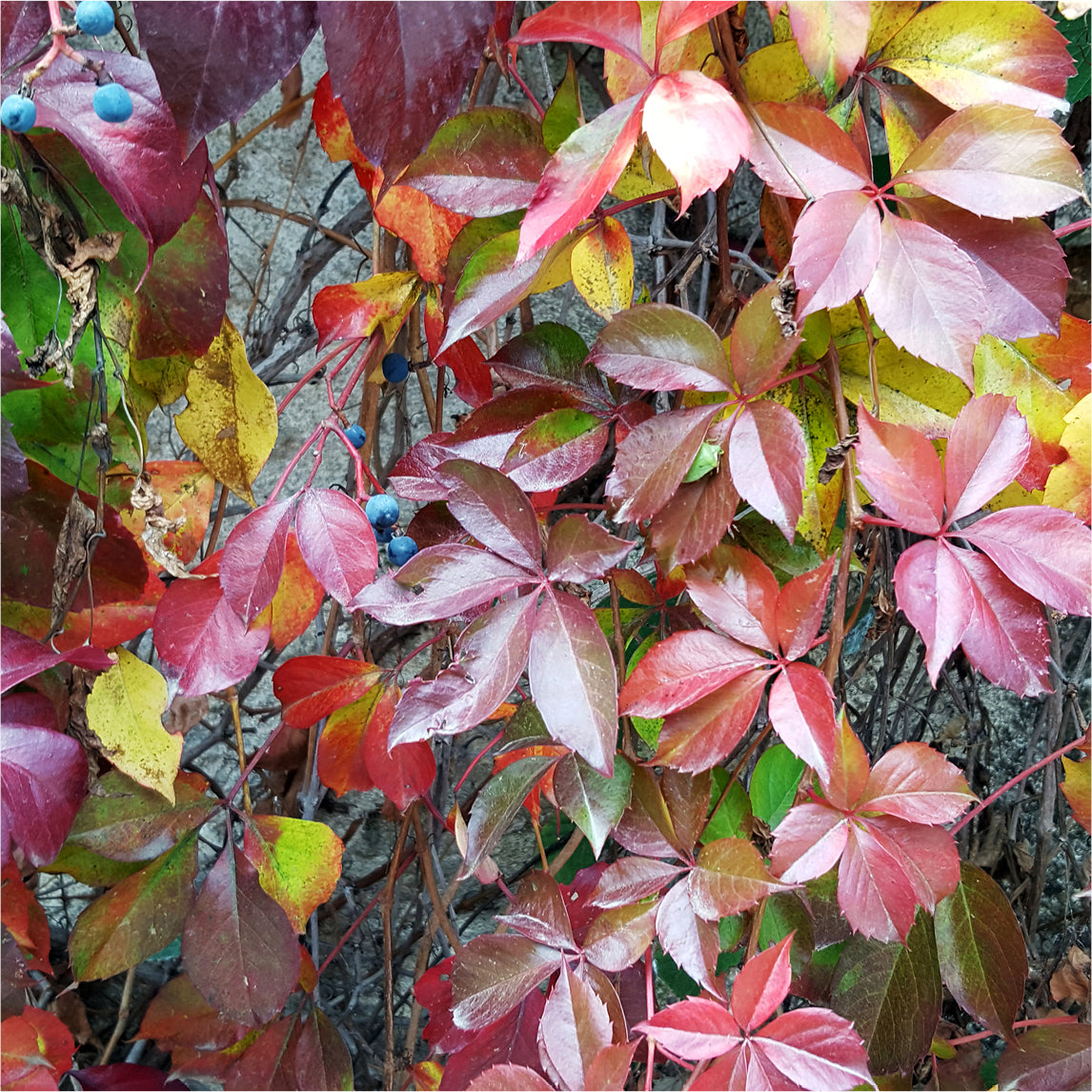 Virginia Creeper