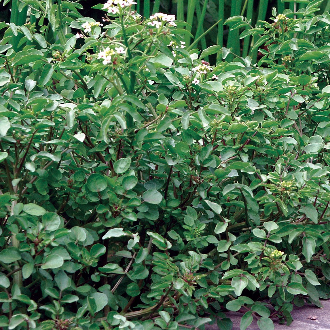 watercress-large-leaf-s326