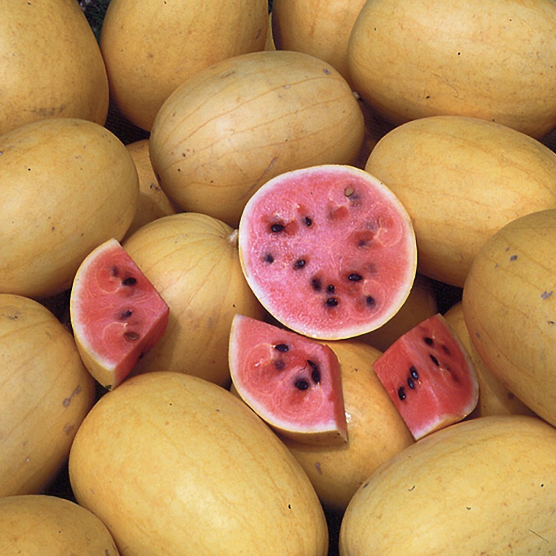 Watermelon 'Golden Midget'
