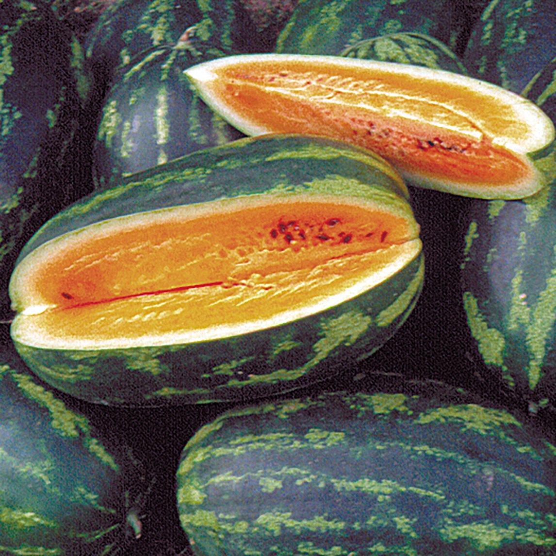 Watermelon 'Mountain Sweet Yellow' (Organic)