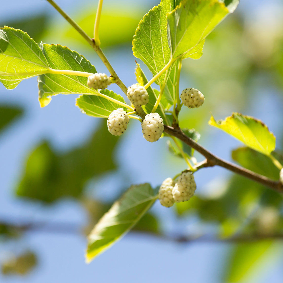 White Mulberry