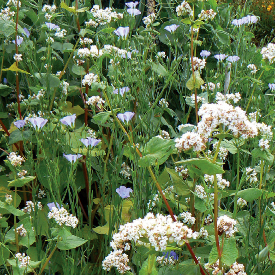 Wildflower Companions