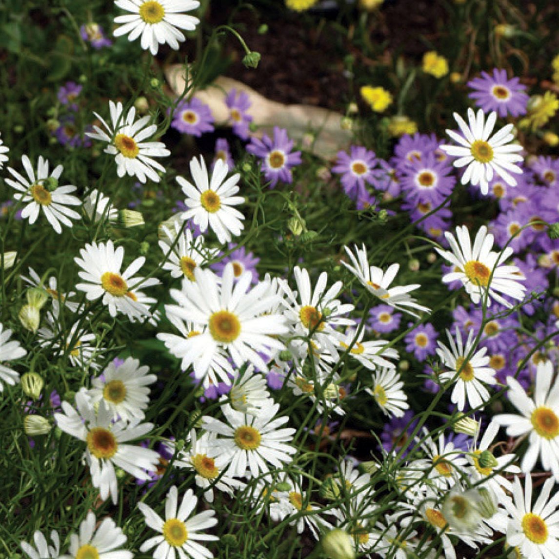 Wildflowers Waltzing Matilda