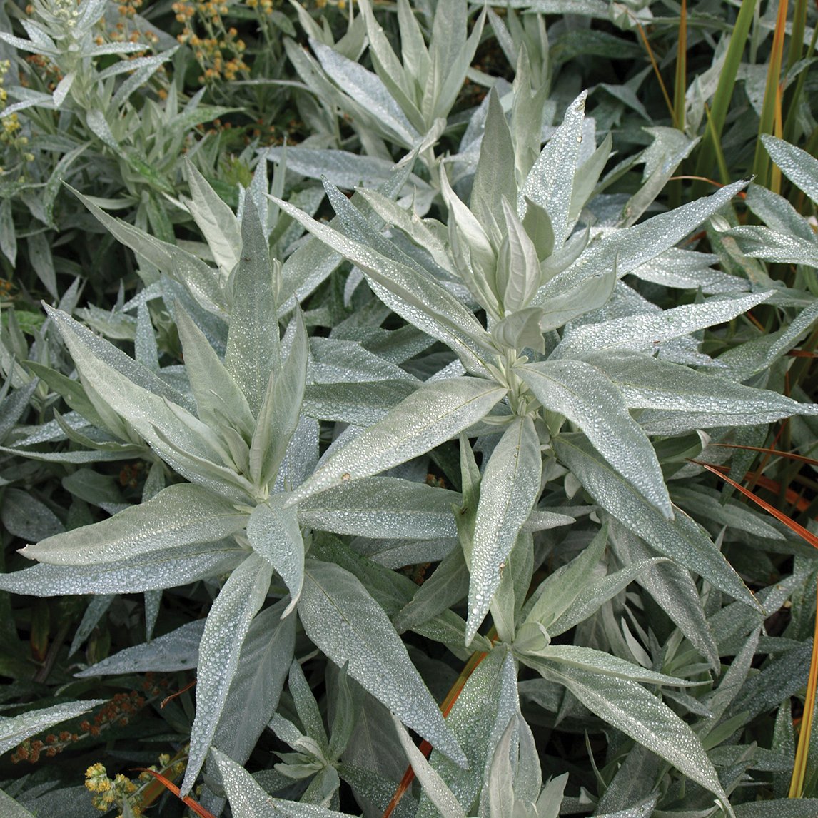 Wormwood 'Valerie Finnis'