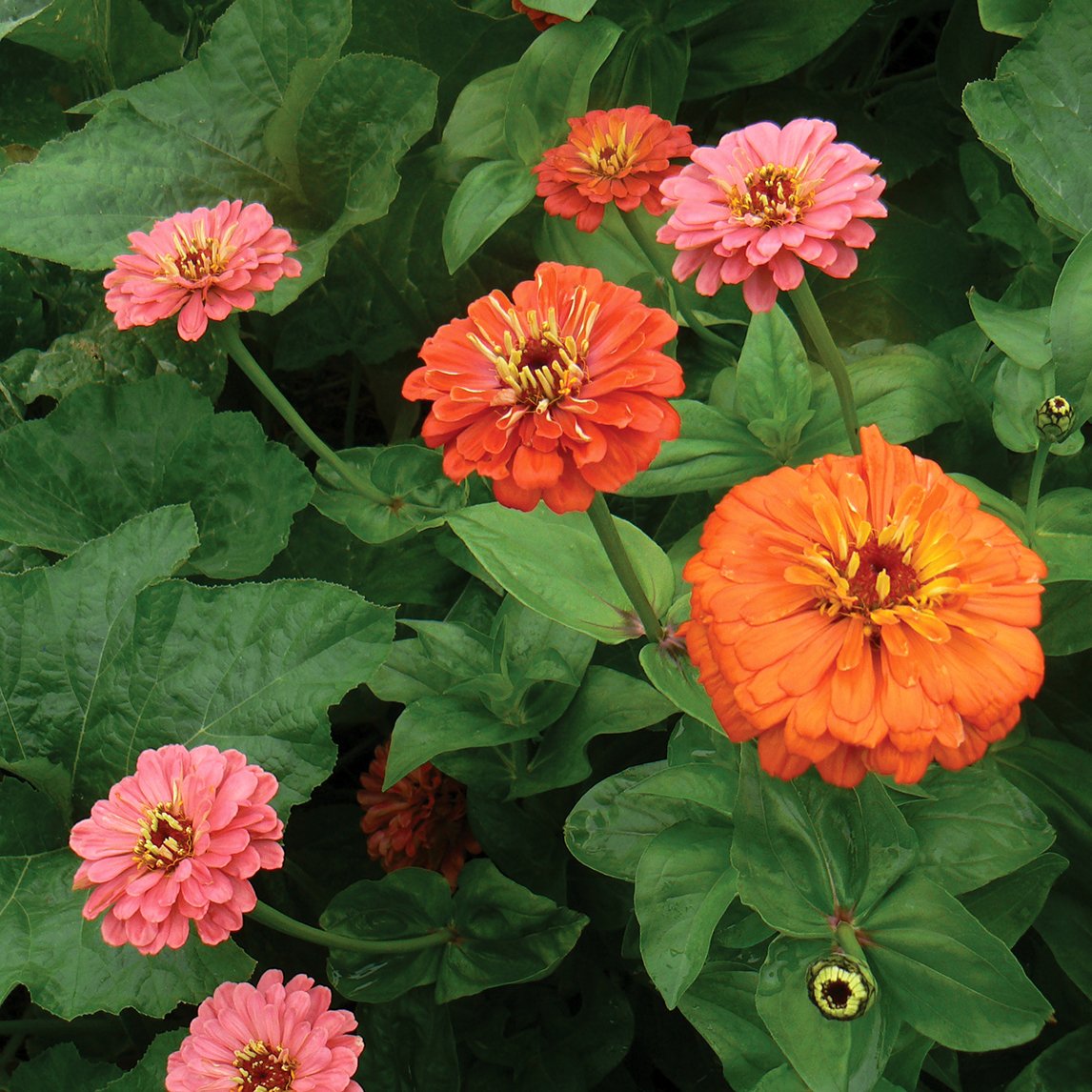 Zinnia 'California Giants'