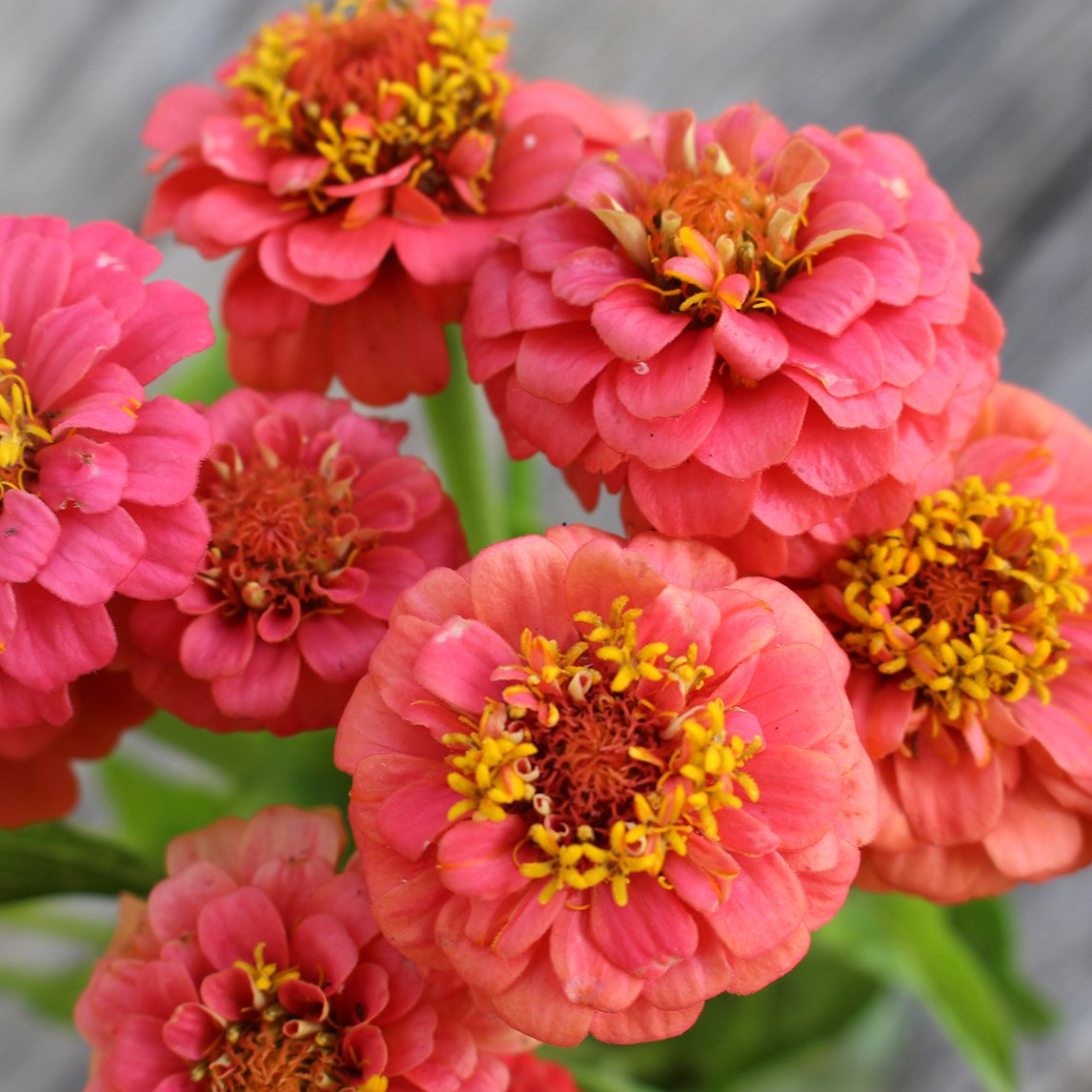 Zinnia ‘Lilliput Salmon’