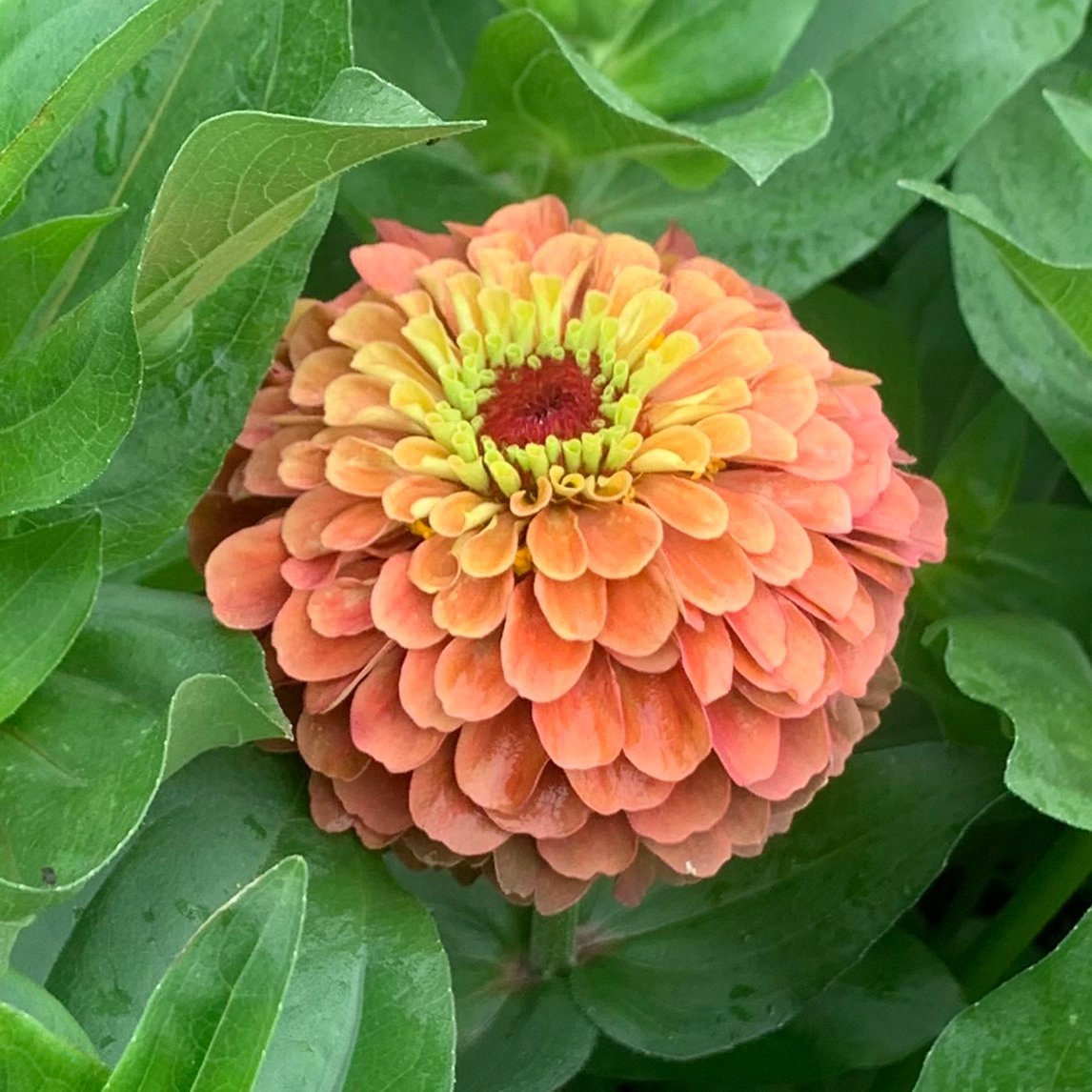 Zinnia ‘Queen Lime Orange’