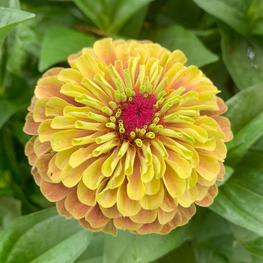Zinnia āQueen Lime Blushā